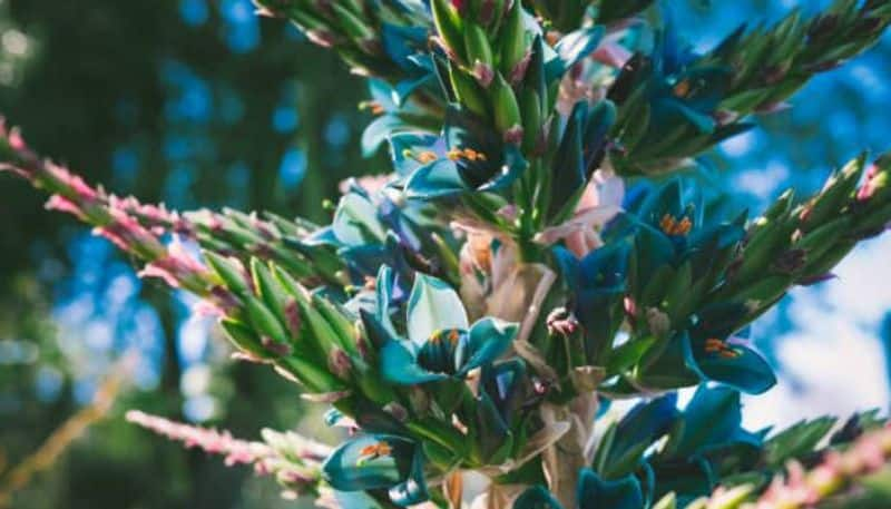 Puya alpestris bloom in Birmingham Botanical Gardens 