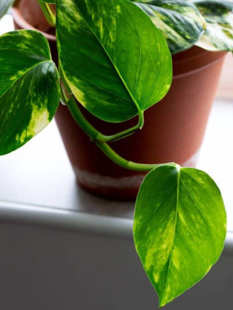 how to care your money plant 