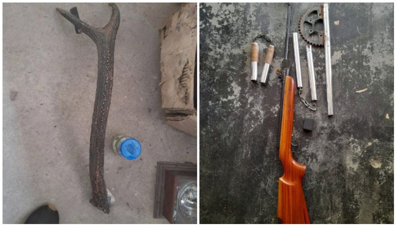 deer horn and air gun seized from house arrest 