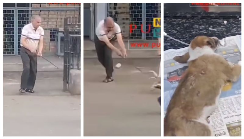 video of a man beating a puppy with an iron rod has gone viral