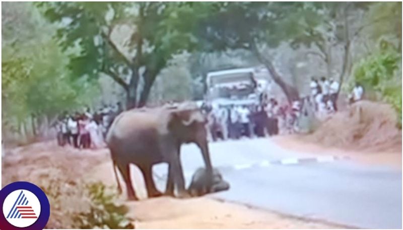 Bandipur Ooty highway tiger attack and killed Baby elephant then mother elephant roaring on road sat