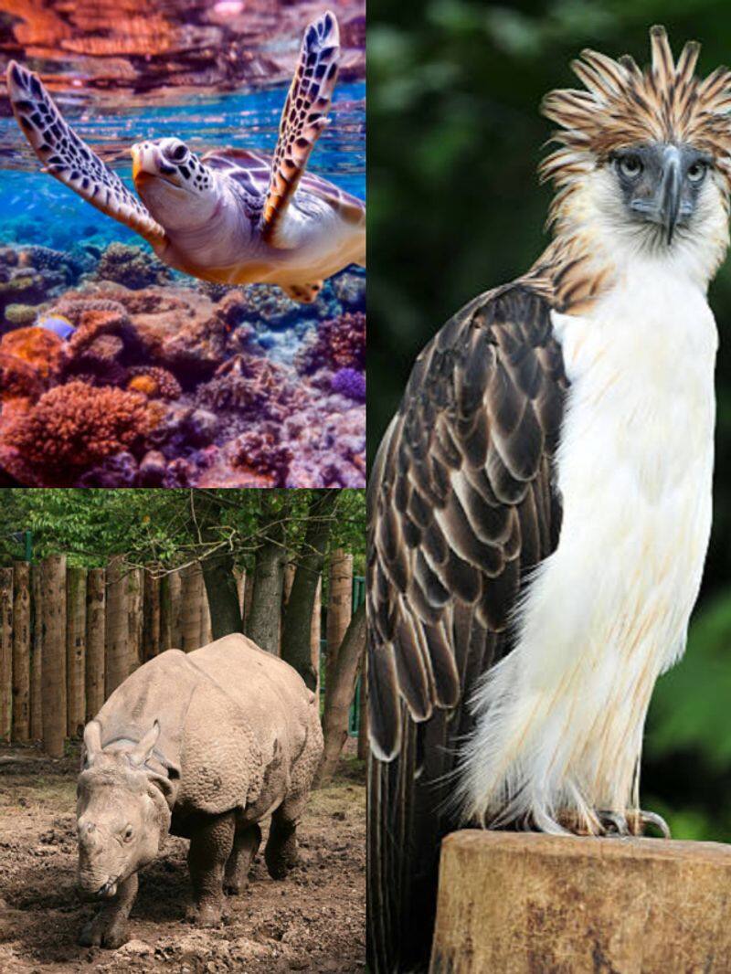 7 of the World's most Endagered Animals nti