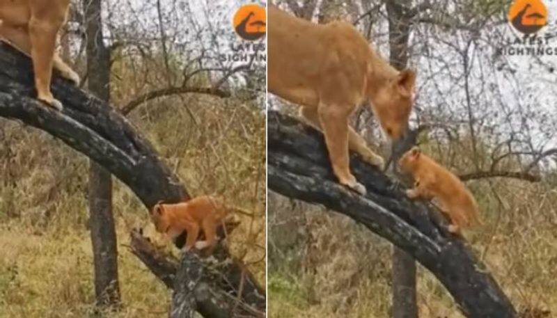 lioness teaches cubs to climb tree cute video 