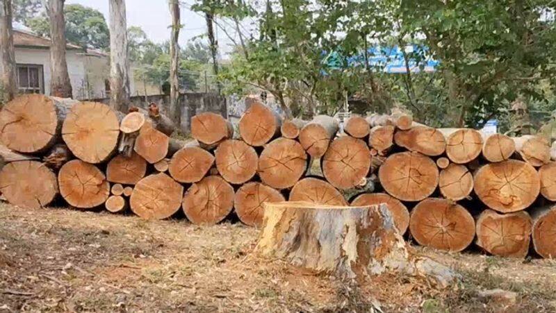 Social activists concern over Old age Trees being cut down in Yercaud parks smp