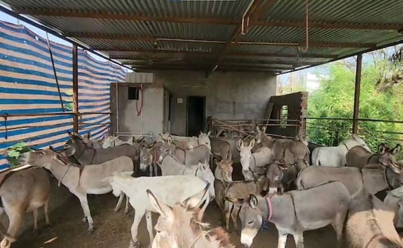 Dhiren Solanki: Gujarat Man Sets Up Donkey Farm, Sells Milk Online At Rs 5,000 A Litre sgb