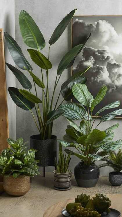 घर की जहरीली हवा को दूर करें indoor plants से