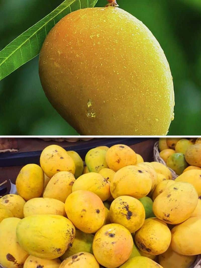 Alphonso to Totapuri: 5 most popular Mango varieties in India ATG