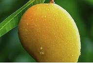 Alphonso to Totapuri: 5 most popular Mango varieties in India ATG