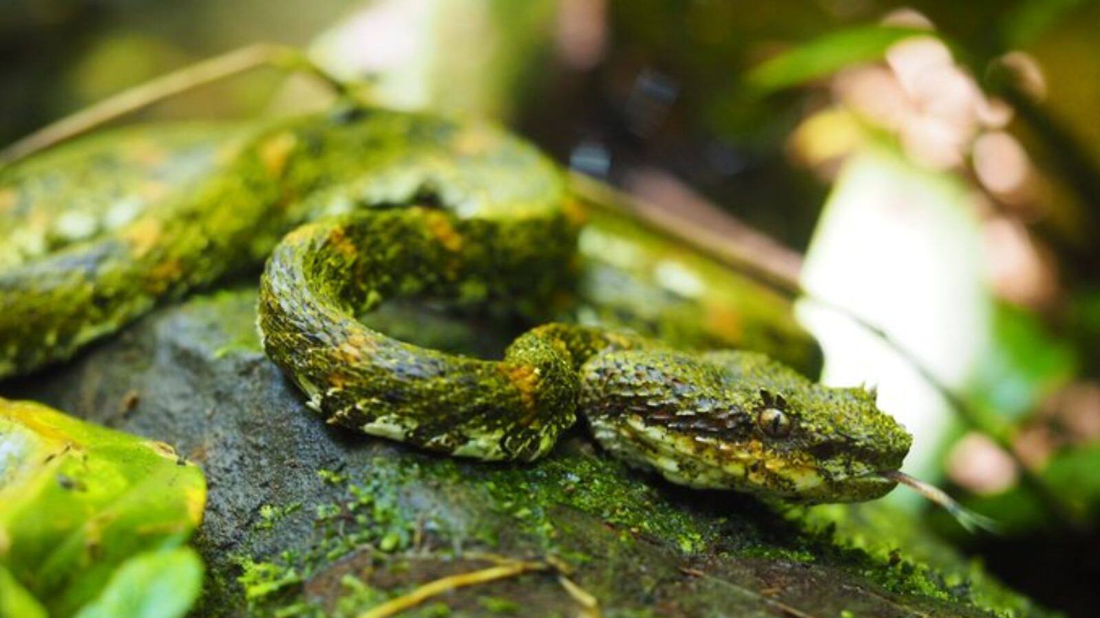 Eyelash viper