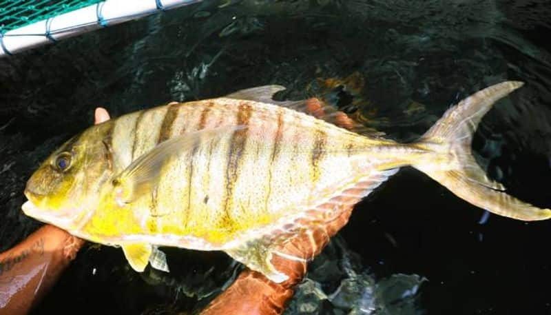 artificial breeding technology of golden trevally fish successfully develops by cmfri 