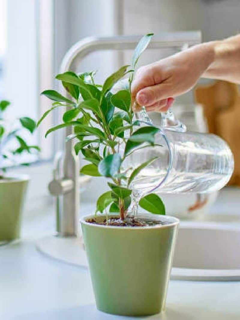 Is it right to keep plants in the kitchen ram 