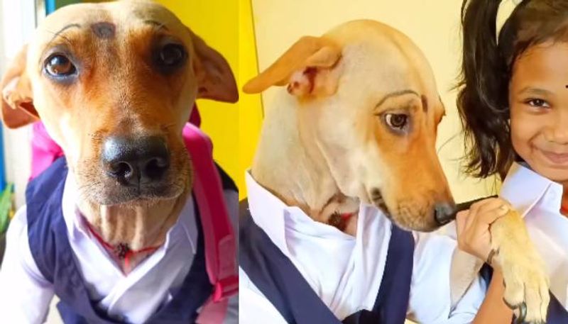 dog in school uniform twinning with girl viral video 