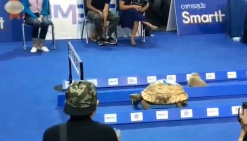 tortoise rabbit race who is the winner video 