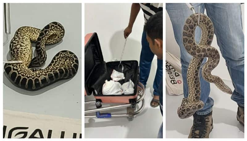 10 yellow anacondas caught in bagging from Bangkok to Bengaluru