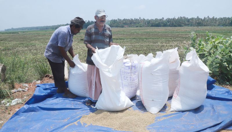 Center owes Kerala Rs 1079 crore for paddy  procurement says cpim