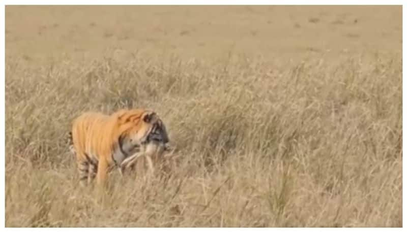 video of a Tiger Smells And Hunts Down deer cub went viral 