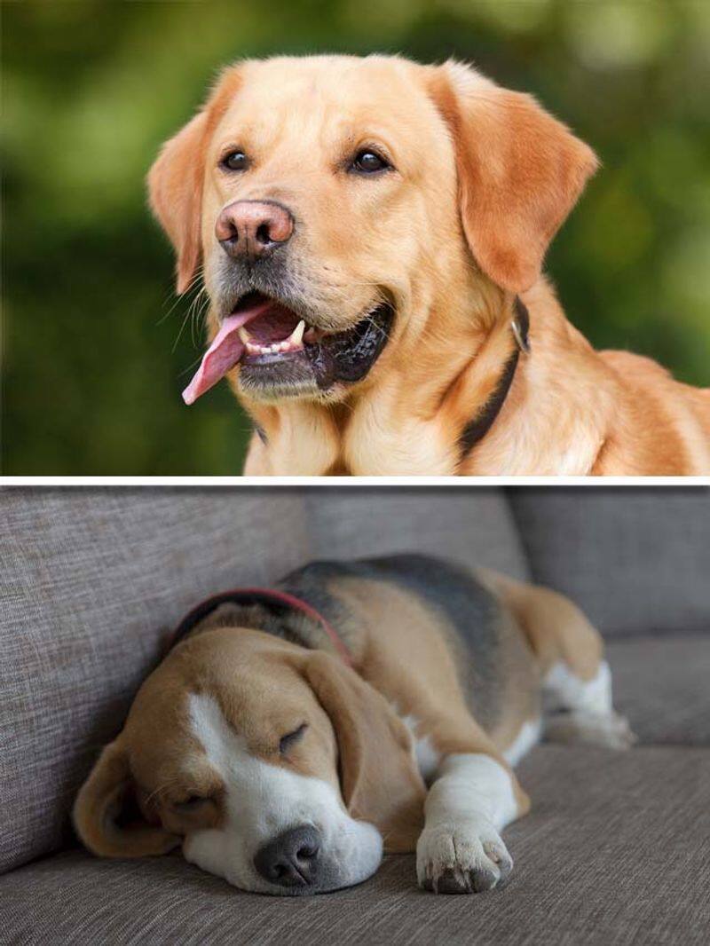 Beagle to Labrador Retriever-7 naughtiest dog breeds  RBA EAI