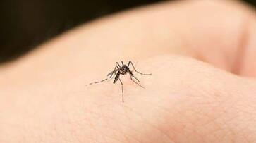 Home remedies to keep mosquitoes away zkamn