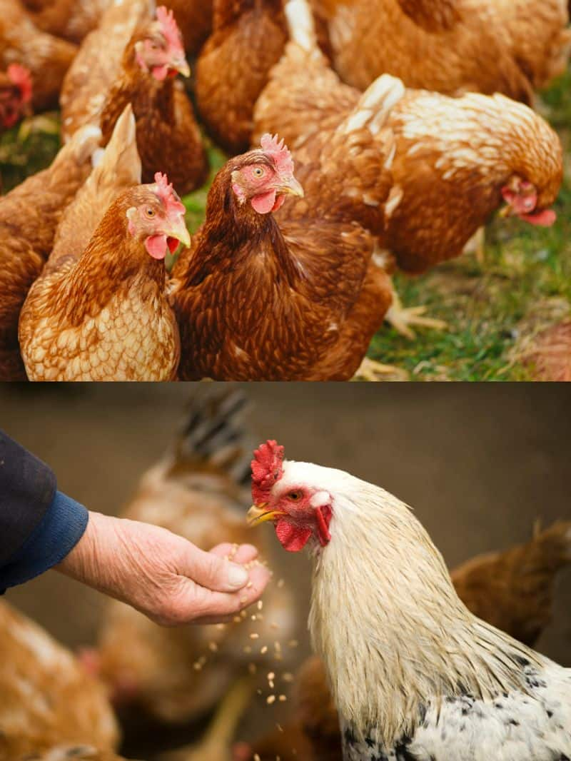 Do you know colour of chicken's face changes with their mood? rkn