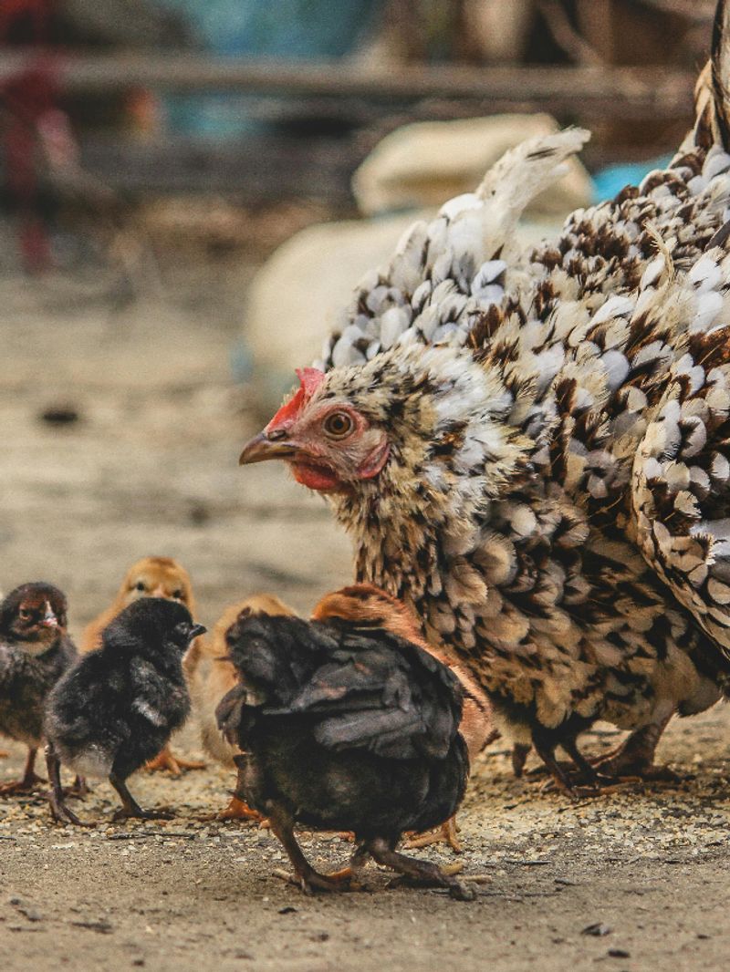 Yes, chicken express their emotions through their facial colors