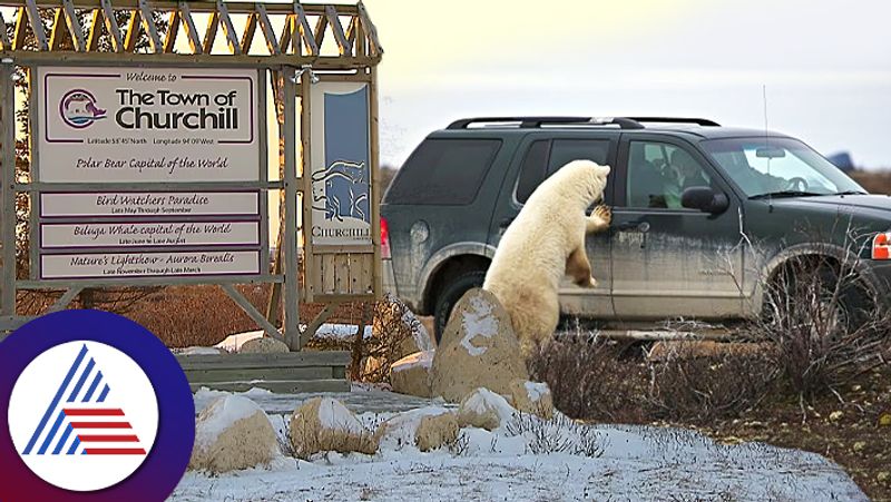 People Leave Car Door Open Canada Churchill Protect Others From Polar Bear roo