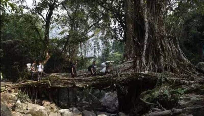 root bridge of meghalaya viral image election