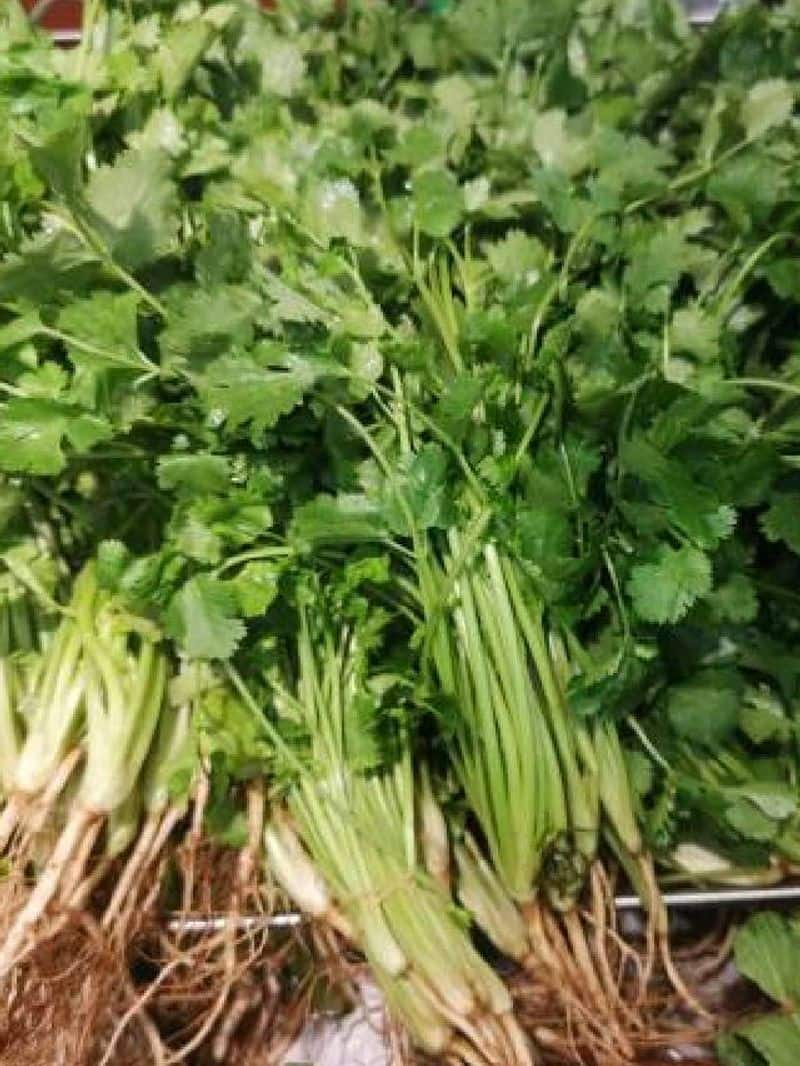 grow Coriander in home 