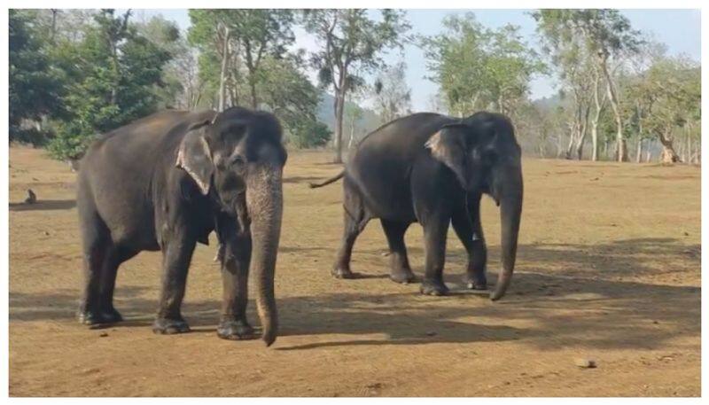 55 Years Of Friendship: Heartfelt Story Of Elephants Bhama And Kamatchi Is Trending Rya