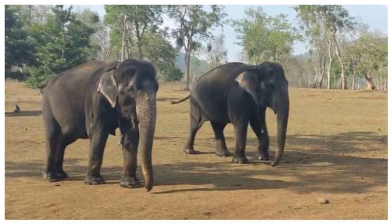 two elephants fighting for fodder at mudigere in chikkamagaluru grg 