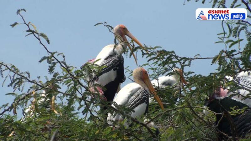 Tourists disappointed as arrival of foreign birds at Koonthankulam Bird Sanctuary has decreased vel