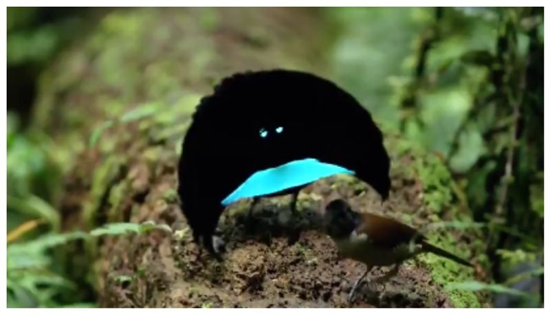 viral video of Greater lophorina is a dancing bird that sets up a dance floor for its mate