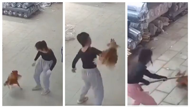 video of a woman attacking a chicken that came to attack her is going viral 