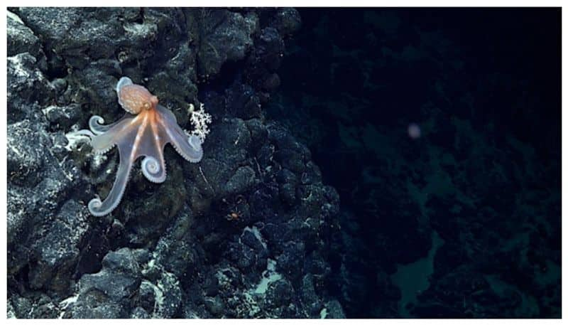 new studys says More than 100 volcanic hills and new species beneath the sea near the Chilean coast 