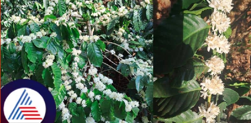 Floral scents blossoms in coffee plantation at the first rain at chikkamagaluru rav