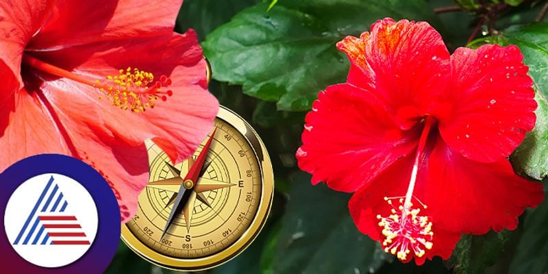 Try hibiscus vastu tips to get good luck astological tips pav 