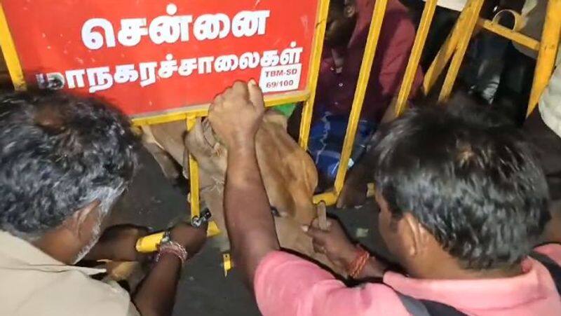 Auto drivers rescued a cow with its head stuck in a barricade near Chennai-rag