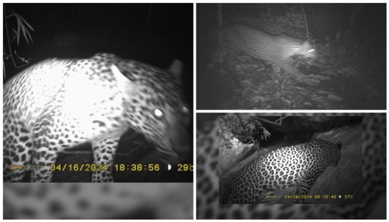 Kerala: Forest Department's CCTV captures footage of leopards entering residential areas of Thodupuzha  rkn