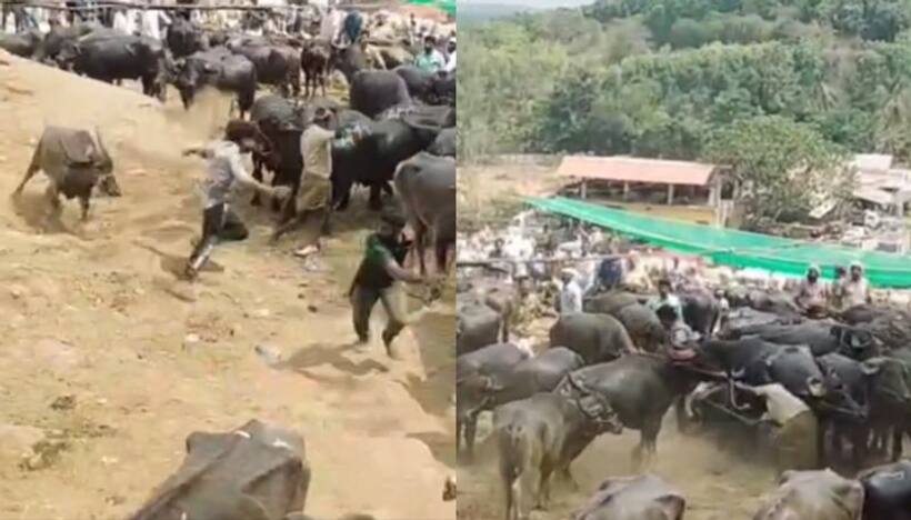 കയർ പിടിച്ച് വലിച്ചതോടെ പ്രകോപിതനായി, ചന്തയിൽ തലങ്ങും വിലങ്ങുമോടി പോത്തിന്റെ ആക്രമണം, നാല് പേർക്ക് പരിക്ക് 