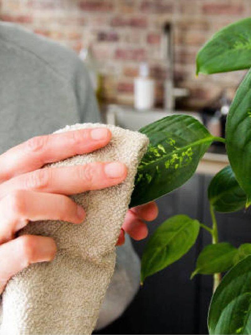 indoor plant leaves care tips 