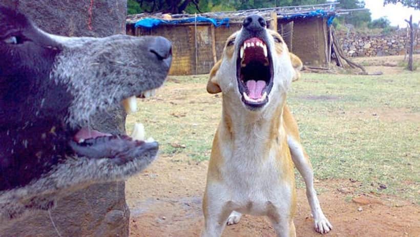 आपके बच्चे पर कभी भी हमला नहीं करेंगे Street Dog...बस फॉलों करे लें ये 9 टिप्स