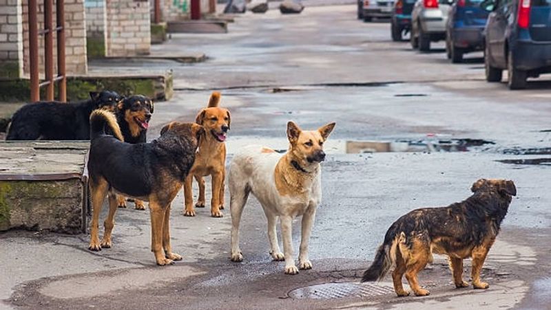 10 years old girl highly injured while pet dog chase and bite in coimbatore vel