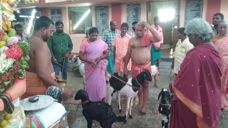 nearly 500 goats and 300 Cocks served to thousands of devotees at temple festival in dindigul vel