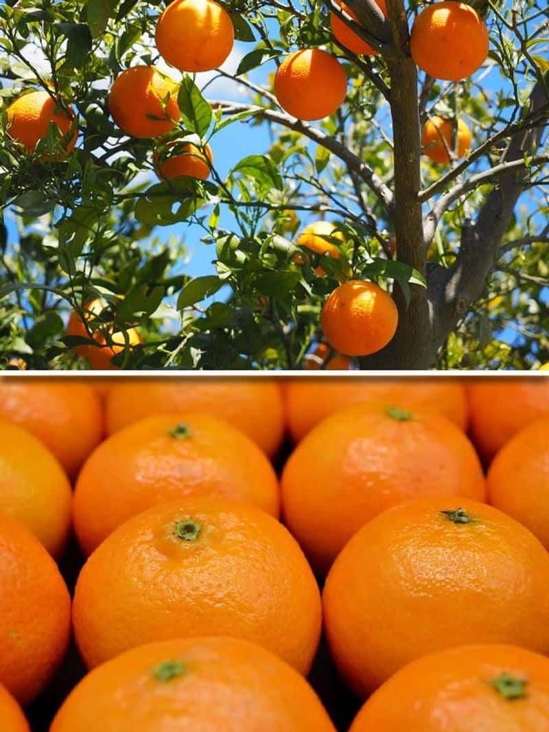 Oranges 7 health benefits of eating this much friendly citrus fruit ATG