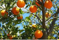 Oranges 7 health benefits of eating this much friendly citrus fruit ATG