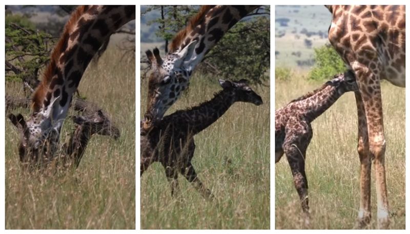 Video of giraffe cub trying to stand up as soon as he is born goes viral 