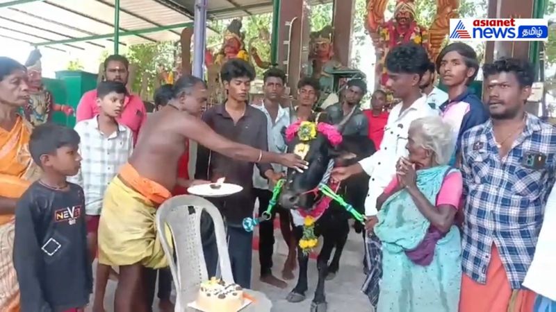 young man celebrate the jallikattu bull's birthday in madurai vel