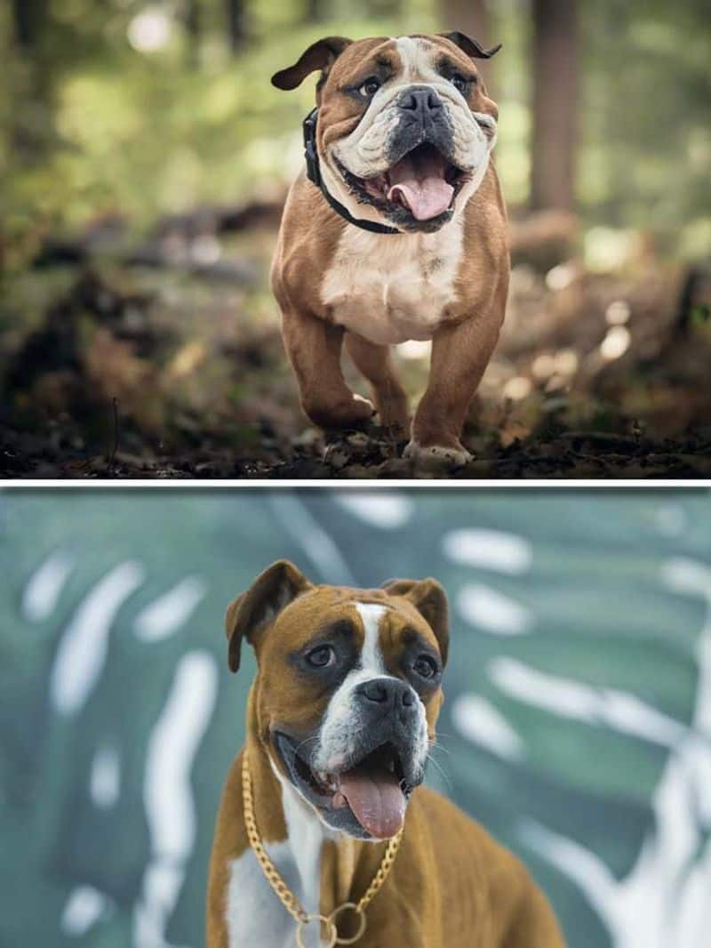 Heatwave in India: Bulldog to Boxer-7 dog breeds that need AC RBA EAI