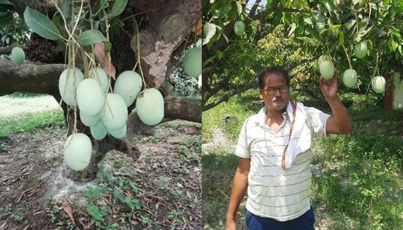 Dudhiya Maldah mango grown with milk not water san