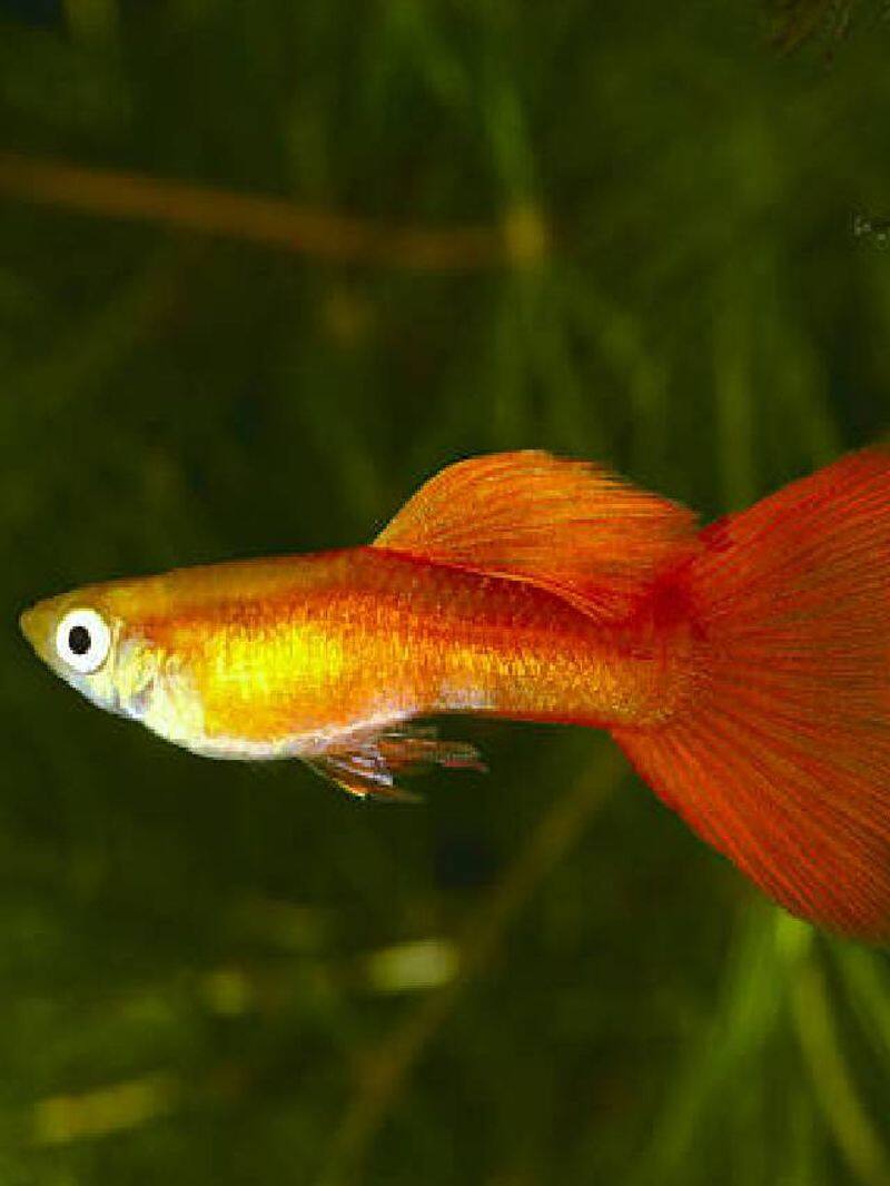 care your aquarium guppy tips 