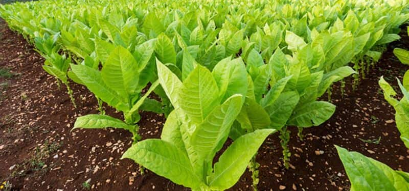 As tobacco prices skyrocket, production declines snr